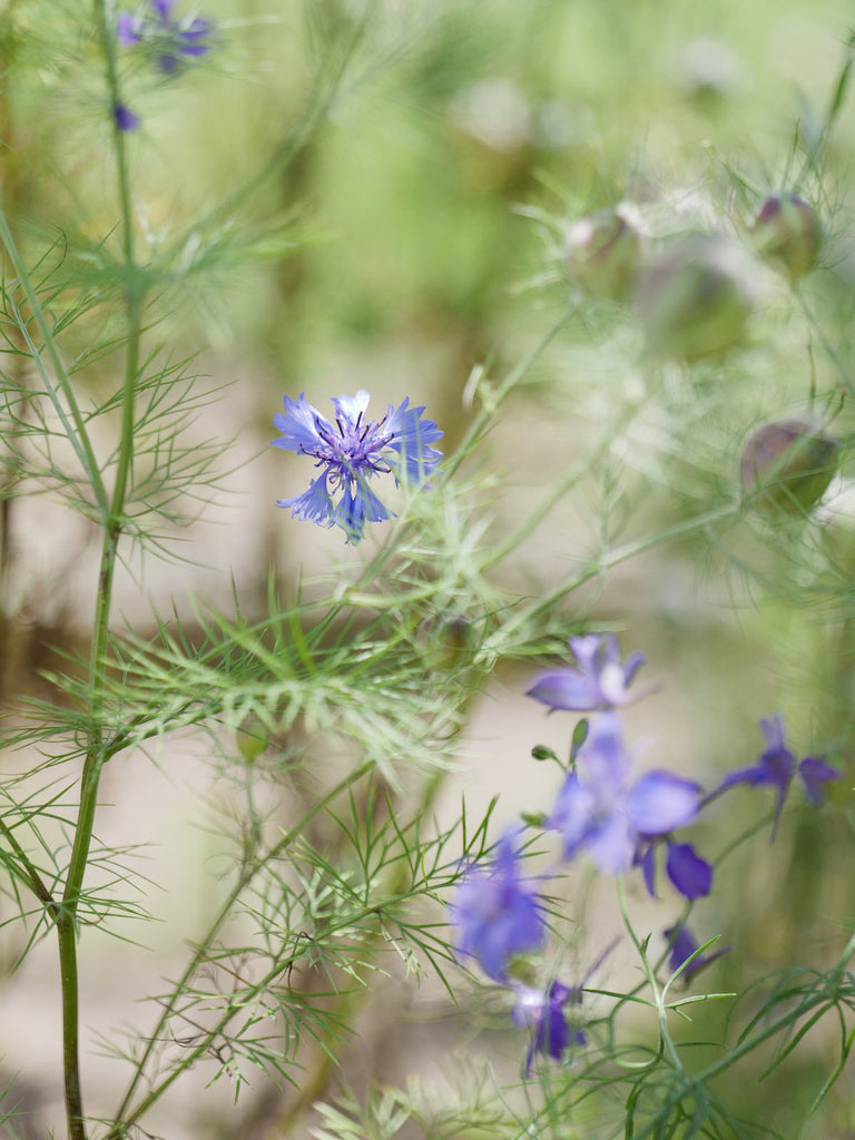 花と器 Vol.4<br/>-ニゲラ-